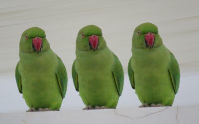 « On attendait la séance pour en parler avec vous »